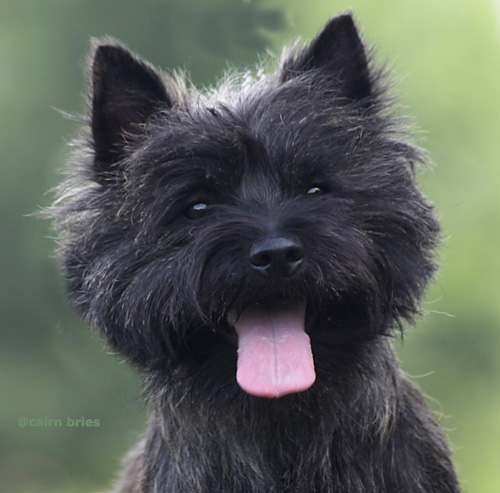 Cairn Terrier Rüde "Cairn Bries Creed Good Luck Charm
