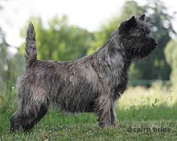 Cairn Bries Charming Treasure Ruby