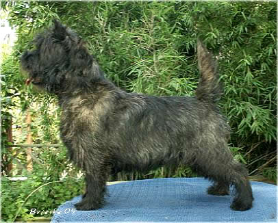 OL&acute;Kyarnrowen`s Man in Black