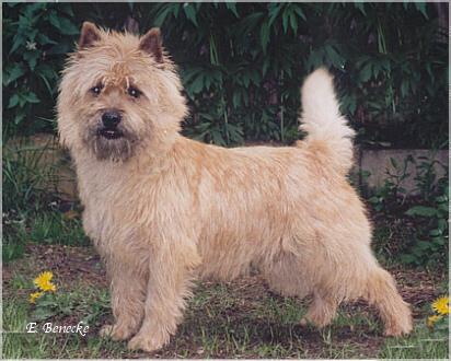 Percy vom Haltersitz