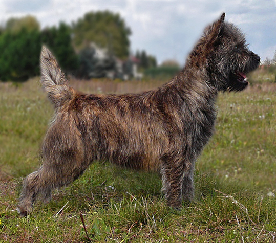 Cairn Bries Creed Love in Black