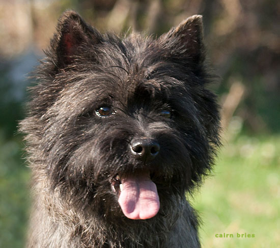 Cairn Bries Creed Love in Black