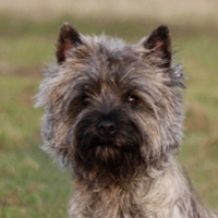 Cairnterrier Cairn Bries Cooper