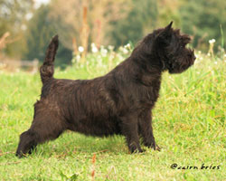 Cairn Bries Whoopi Goldberg