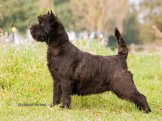 Cairn Bries Whoopi Goldberg