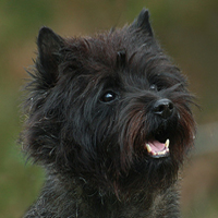 Cairn Terrier, dunkel gestromt